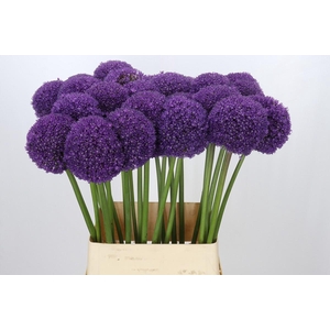 Allium Ambassador