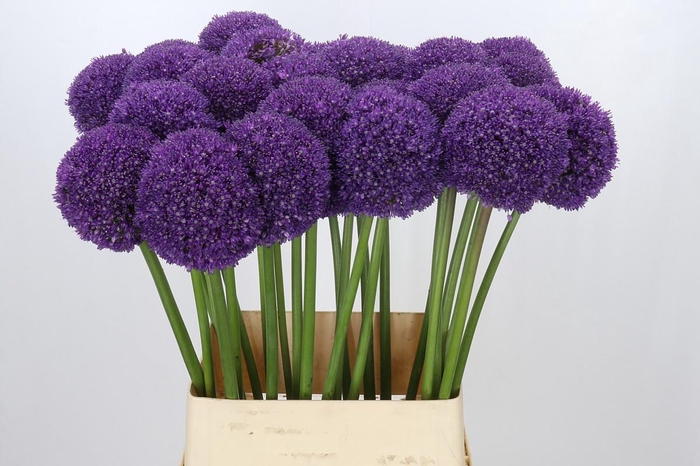 <h4>Allium Ambassador</h4>