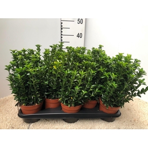 euonymus greenspider p 13