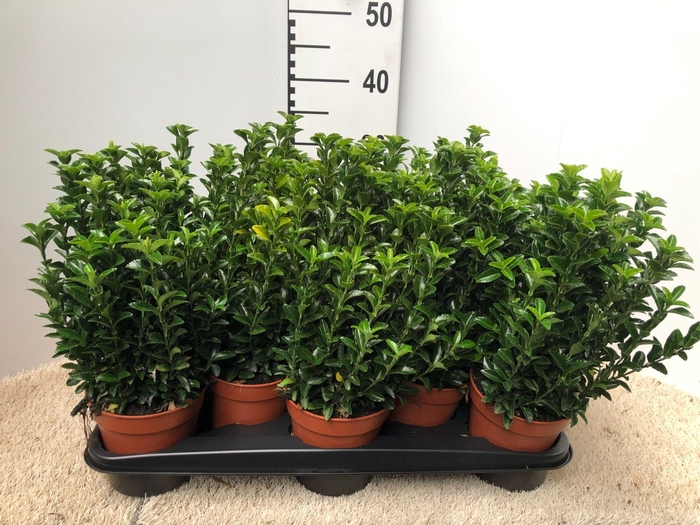 <h4>euonymus greenspider p 13</h4>