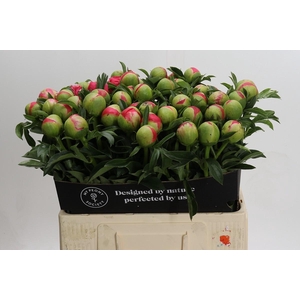 Paeonia coral sunset XXL