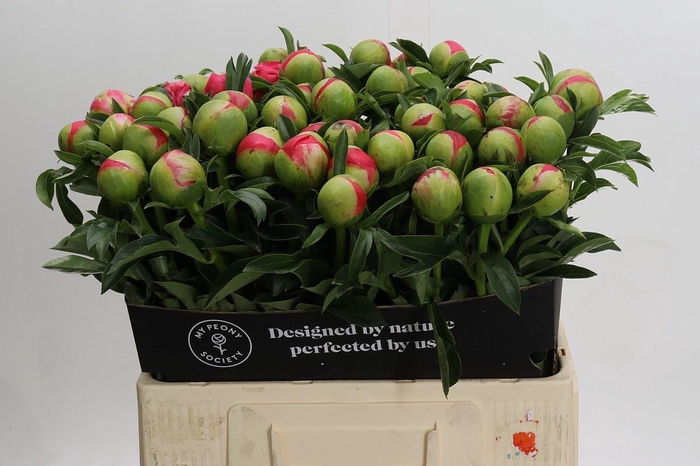 <h4>Paeonia Coral Sunset Xxl</h4>