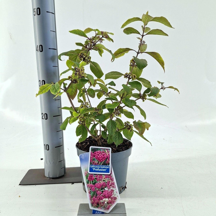 <h4>Callicarpa bodinieri Profusion</h4>