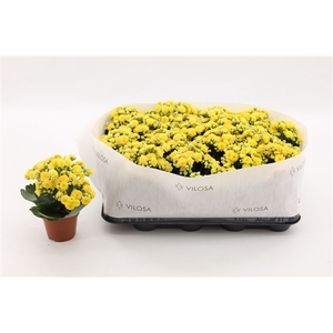 Kalanchoe Double Yellow, in kraag