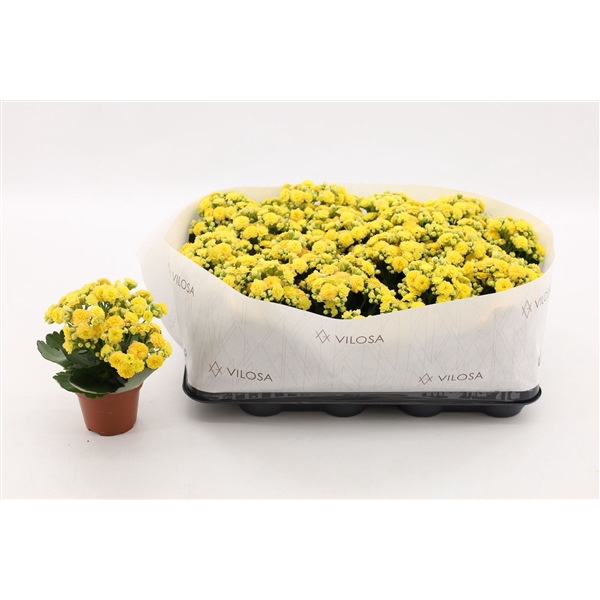 <h4>Kalanchoe Double Yellow, in kraag</h4>
