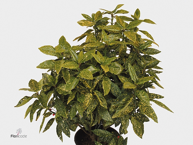 AUCUBA J VARIEGATA