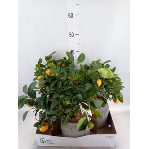 Arr.   Tuinplanten H%