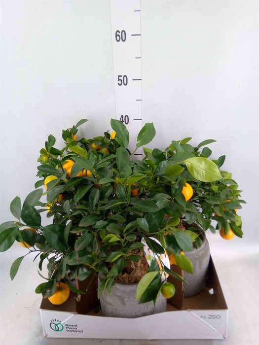 <h4>Arr.   Tuinplanten H%</h4>
