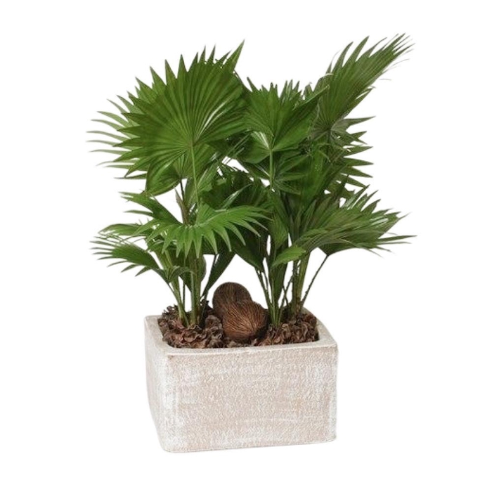 <h4>Livistona rotundifolia</h4>