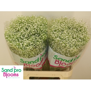 GYPS PA ZI DISCOVERY