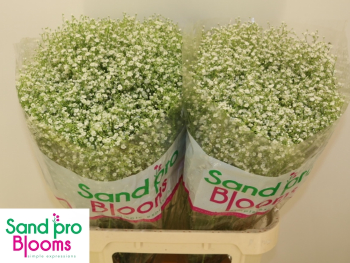 <h4>GYPS PA ZI DISCOVERY</h4>