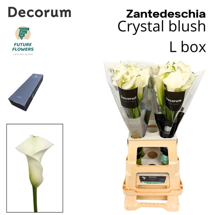 <h4>ZANT CRYSTAL BLUSH LARGE BOX 65 CM</h4>