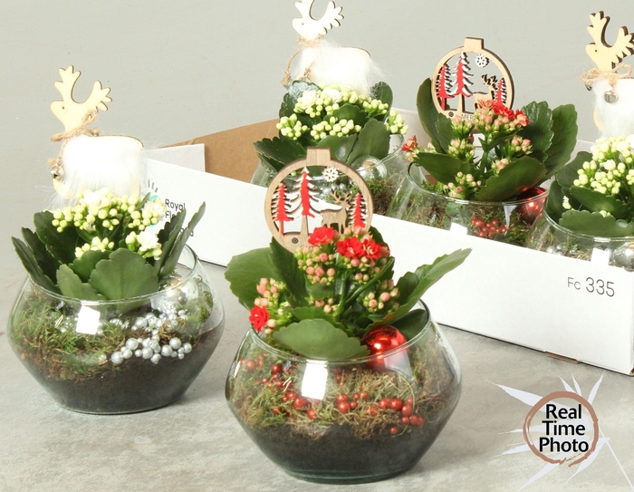 <h4>Arr Kamerpl</h4>