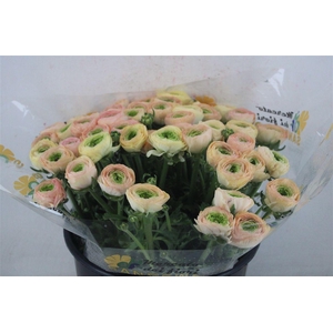 Ran Cloni Sup Touareg Pastel