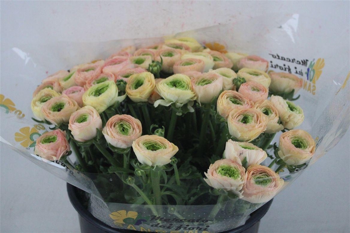 <h4>Ran Cloni Sup Touareg Pastel</h4>