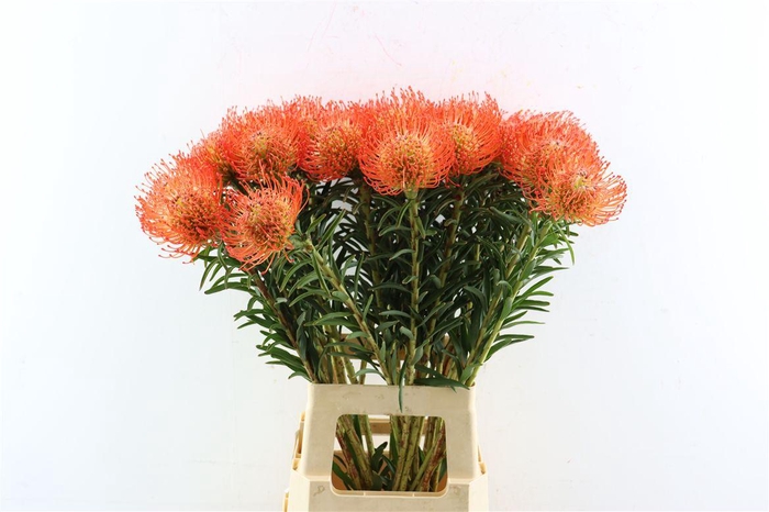 <h4>Leuco Succession</h4>