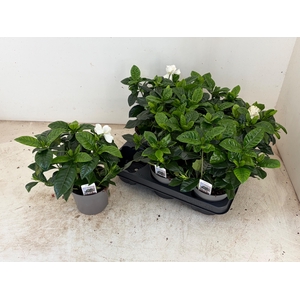 GARDENIA JASMINOIDES