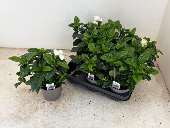 <h4>GARDENIA JASMINOIDES</h4>