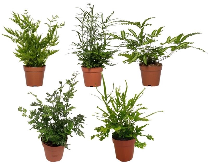 <h4>Pteris Gemengd</h4>