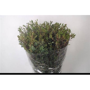 EUC PARVIFOLIA P BS