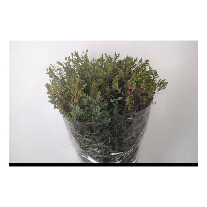 <h4>EUC PARVIFOLIA P BS</h4>