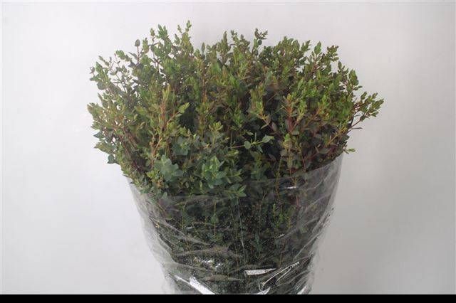 EUC PARVIFOLIA P BS