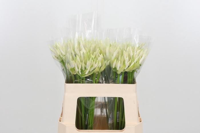 <h4>Ne Bo White Charm</h4>