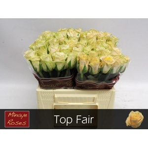 R GR TOP FAIR!