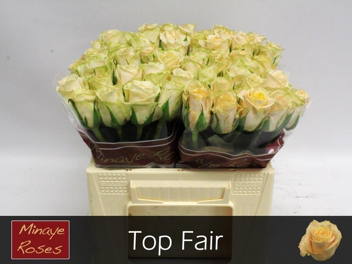 <h4>R GR TOP FAIR!</h4>