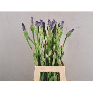 Iris Mission Ridge