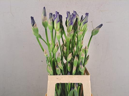 <h4>Iris Mission Ridge</h4>