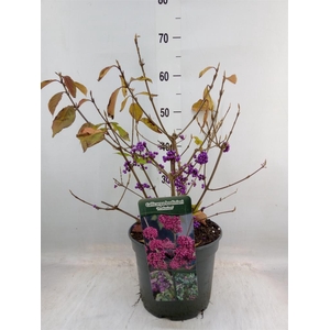 Callicarpa bod. 'Profusion'