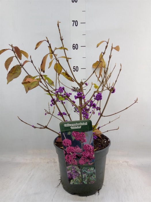 <h4>Callicarpa bod. 'Profusion'</h4>