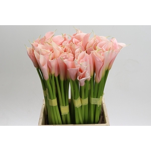 Zantedeschia Eydolls Salmon