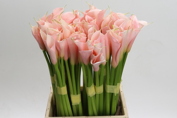 <h4>Zantedeschia Eydolls Salmon</h4>