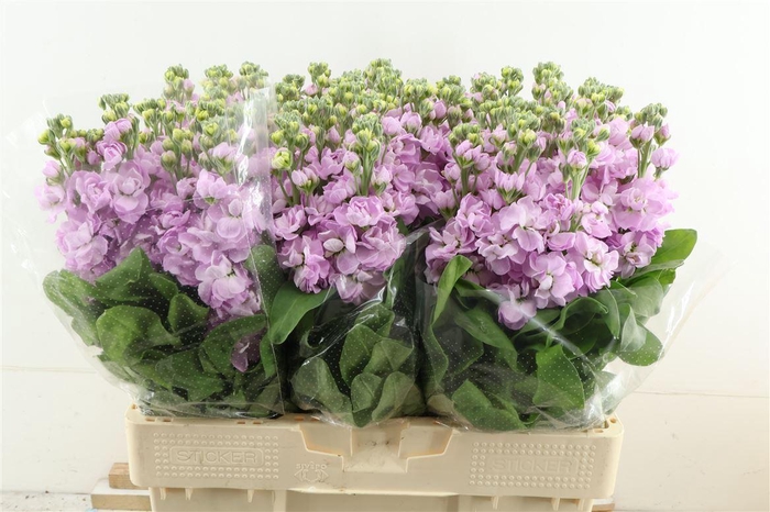 <h4>Matth Mathilda Pink</h4>