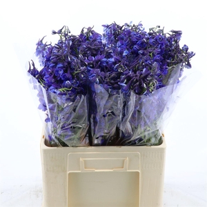 Delphinium single Donna
