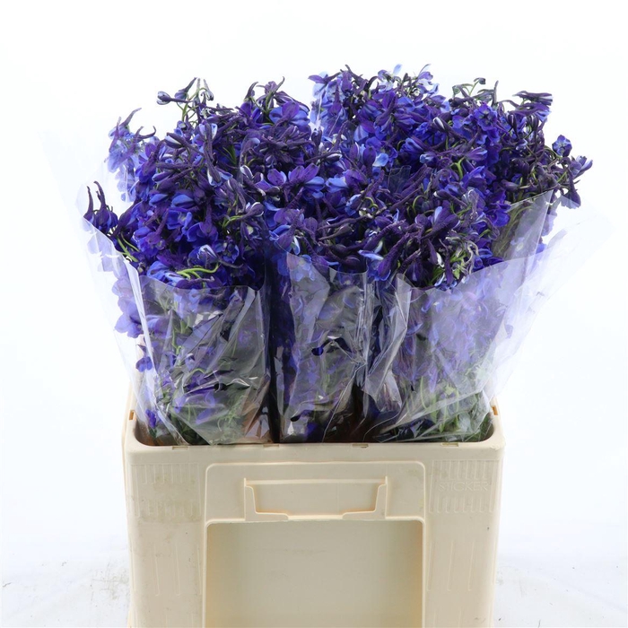 <h4>Delphinium single Donna</h4>