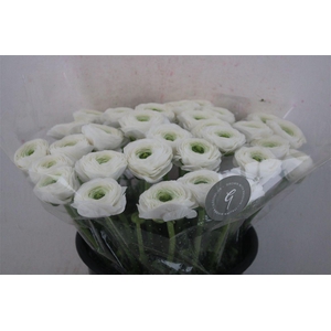 Ran Cloni Sup White Succes