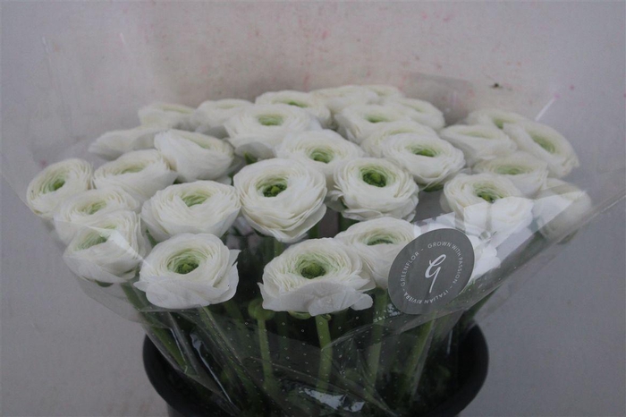 <h4>Ran Cloni Sup White Succes</h4>