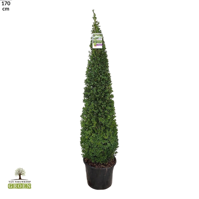 <h4>Buxus Sempervirens Piramide 140-160</h4>