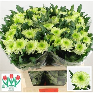 Chr G Zembla Lime