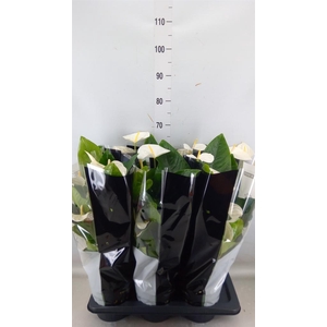 Anthurium andr. 'Alaska'