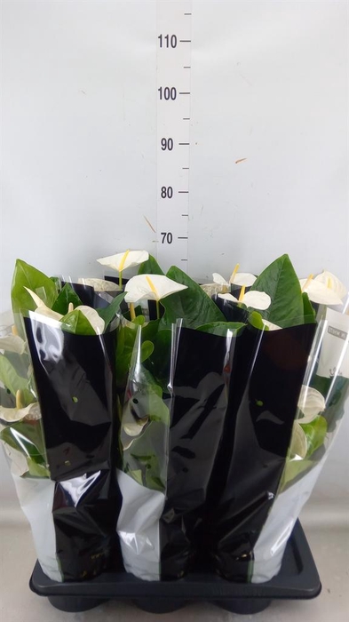 <h4>Anthurium andr. 'Alaska'</h4>