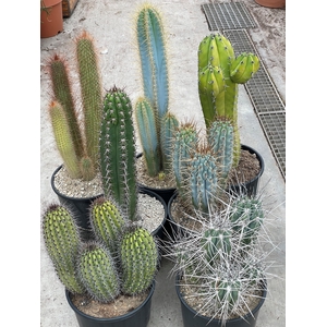 CACTUS OV