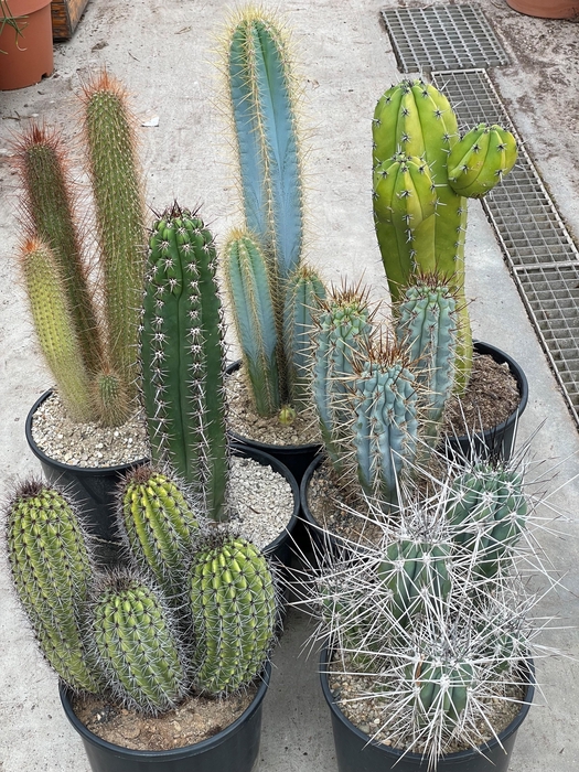 <h4>CACTUS OV</h4>