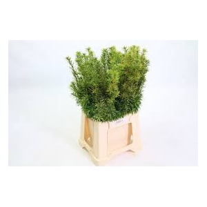 CONIFEER TAXUS GEEL