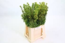 CONIFEER TAXUS GEEL