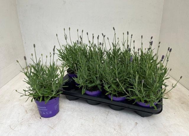 <h4>LAVAN AN HAV DARK</h4>