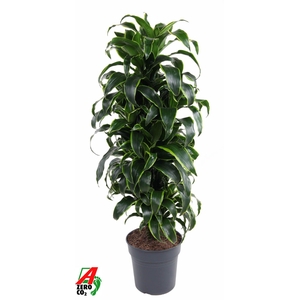 Dra Fr Dorado Vertakt